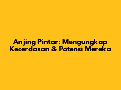 Anjing Pintar: Mengungkap Kecerdasan & Potensi Mereka