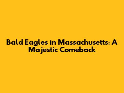 Bald Eagles in Massachusetts: A Majestic Comeback