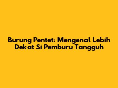 Burung Pentet: Mengenal Lebih Dekat Si Pemburu Tangguh