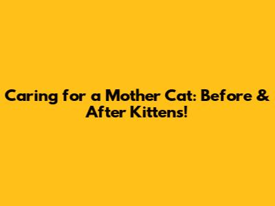 Caring for a Mother Cat: Before & After Kittens!