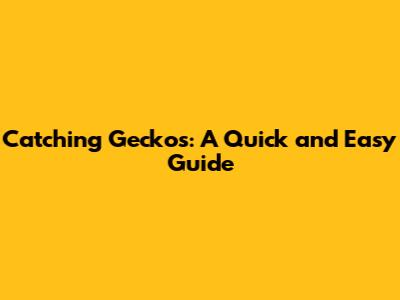 Catching Geckos: A Quick and Easy Guide