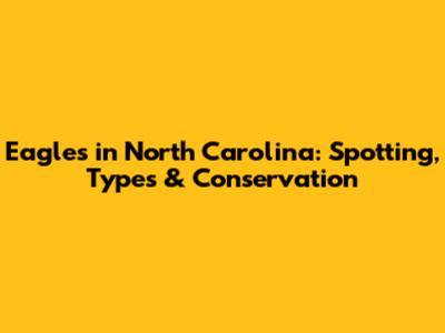 Eagles in North Carolina: Spotting, Types & Conservation