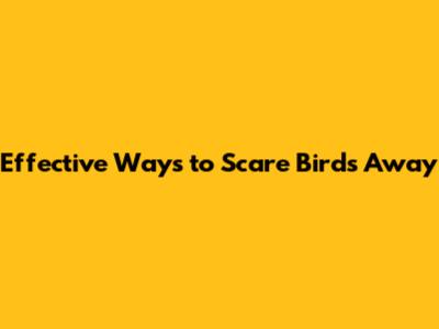 Effective Ways to Scare Birds Away