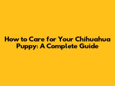 How to Care for Your Chihuahua Puppy: A Complete Guide