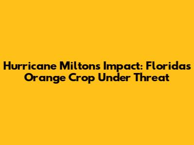 Hurricane Milton's Impact: Florida's Orange Crop Under Threat