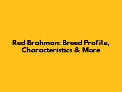 Red Brahman: Breed Profile, Characteristics & More