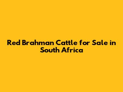 Red Brahman Cattle for Sale in South Africa