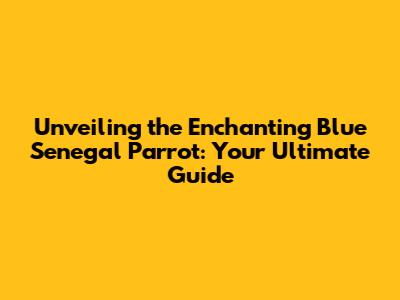 Unveiling the Enchanting Blue Senegal Parrot: Your Ultimate Guide